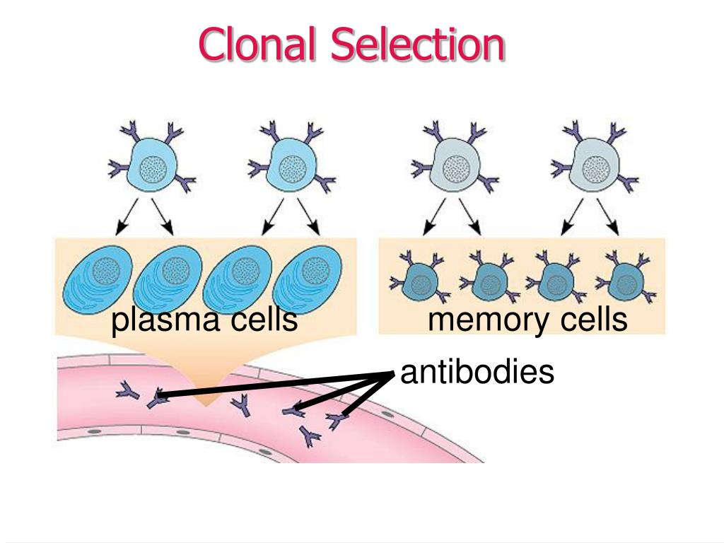 PPT Body Defenses and Immunity PowerPoint Presentation, free download