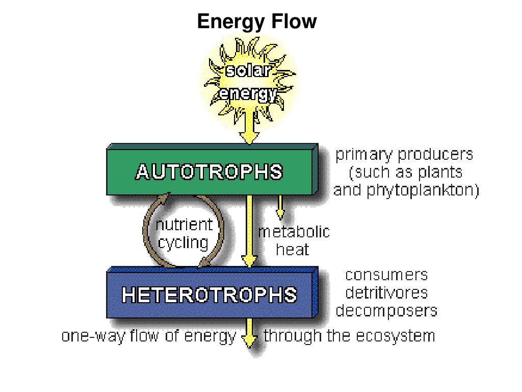 PPT - Energy Flow & Nutrient Cycle PowerPoint Presentation, free