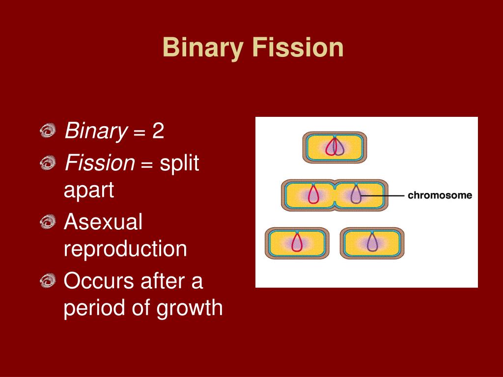 PPT Plate 15 Bacterial Reproduction PowerPoint Presentation, free