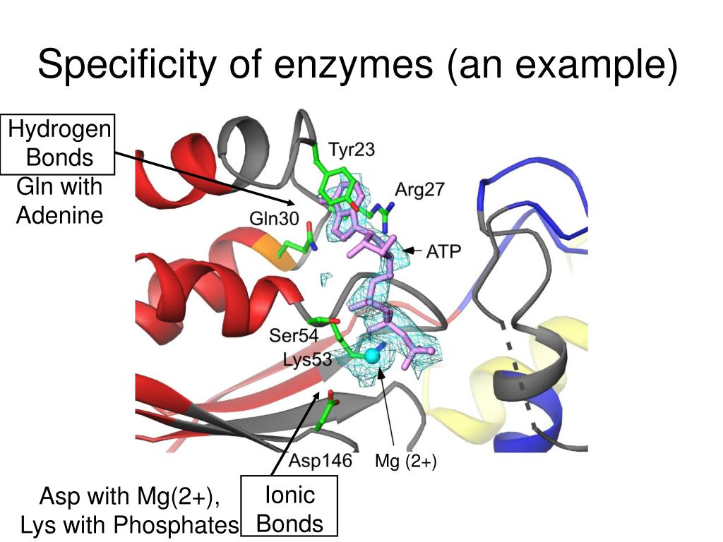 PPT Lecture 4 Enzyme Catalytic Properties of Enzymes