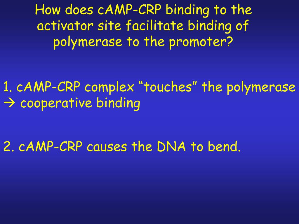 PPT Molecular Mechanisms of Gene Regulation The Operon (Ch7