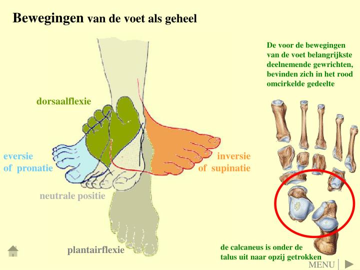 PPT DE VOET PowerPoint Presentation ID2921897