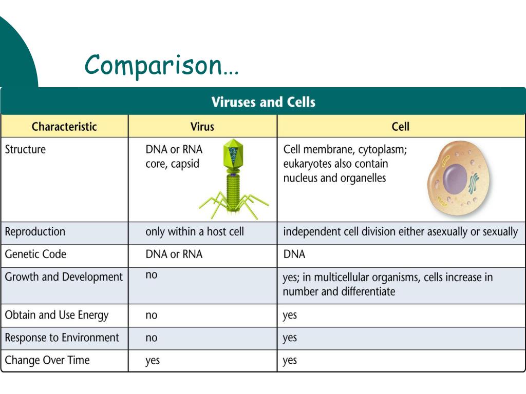 PPT Chapter 19 Bacteria and Viruses PowerPoint Presentation, free