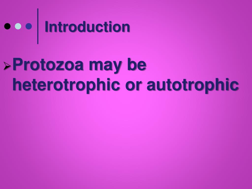 PPT Kingdom Protista Animallike Protists PowerPoint Presentation