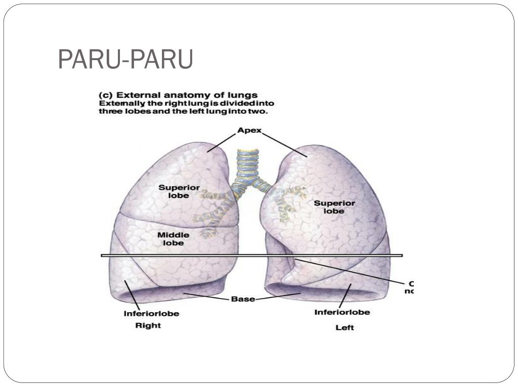 PPT ANATOMI FISIOLOGI SISTEM PERNAFASAN PowerPoint Presentation, free