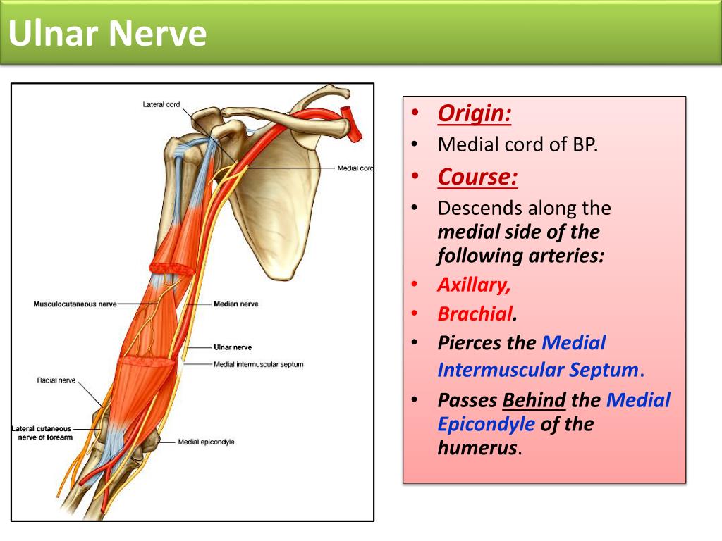 PPT Radial & Ulnar Nerves PowerPoint Presentation, free download ID