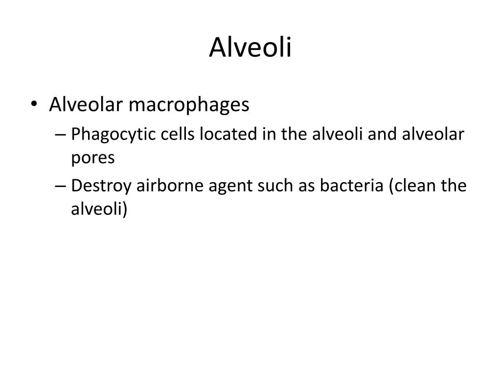 PPT Respiratory System PowerPoint Presentation, free download ID