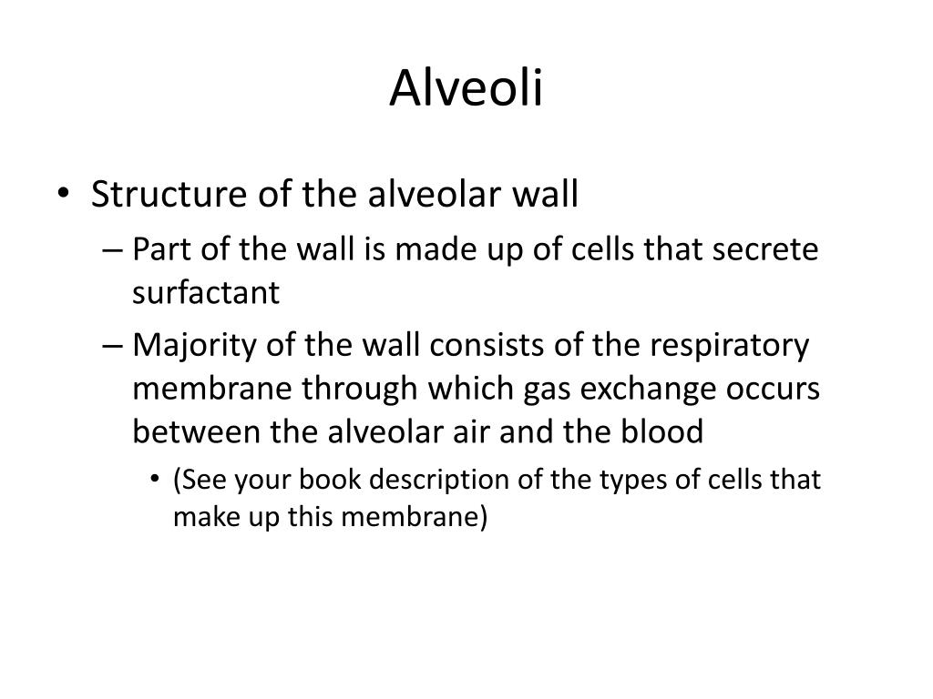 PPT Respiratory System PowerPoint Presentation, free download ID