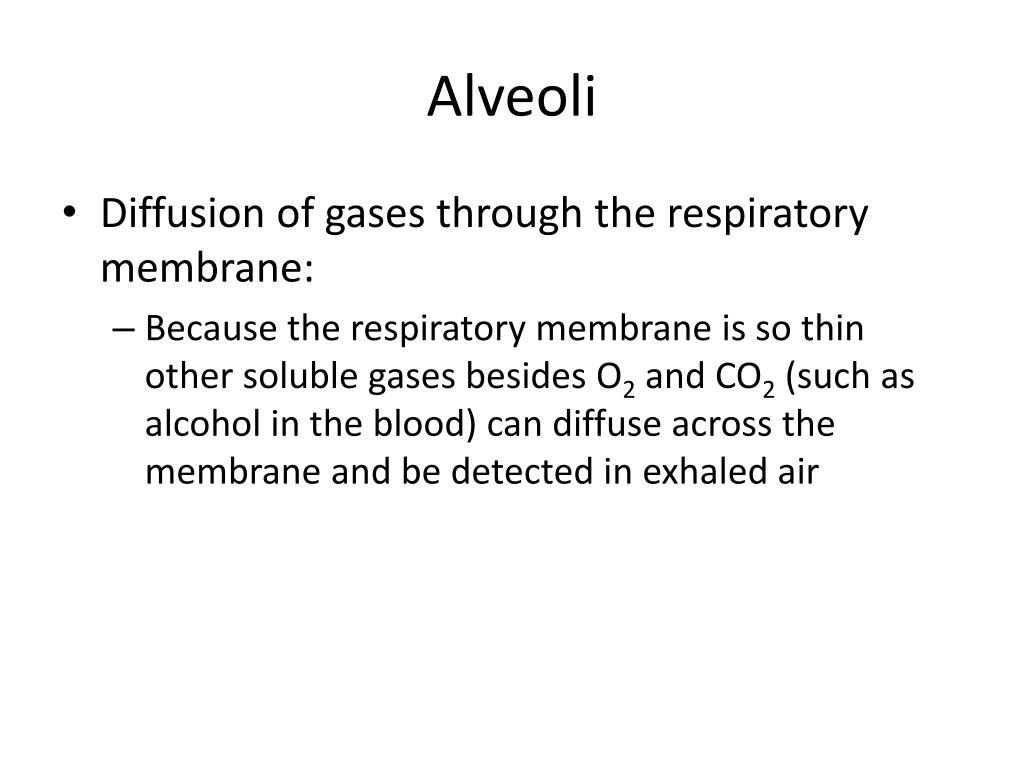 PPT Respiratory System PowerPoint Presentation, free download ID
