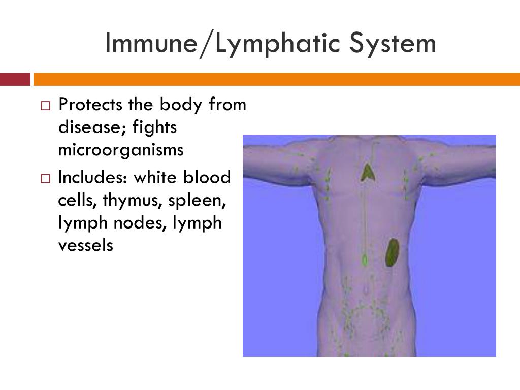 PPT ORGAN systems PowerPoint Presentation, free download ID2928548