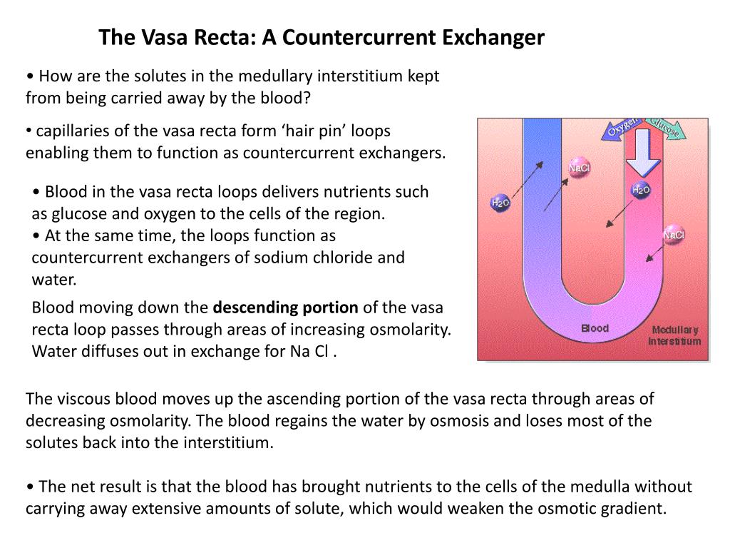PPT Urine Concentration and Dilution PowerPoint Presentation, free