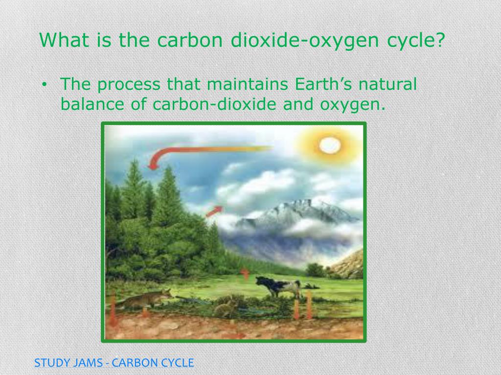 PPT THE CARBON DIOXIDEOXYGEN CYCLE PowerPoint Presentation, free download ID2929108