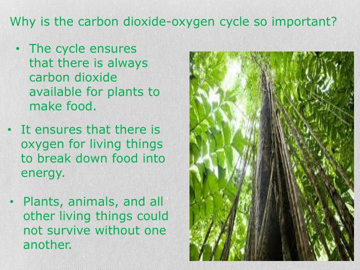 PPT THE CARBON DIOXIDEOXYGEN CYCLE PowerPoint Presentation ID2929108