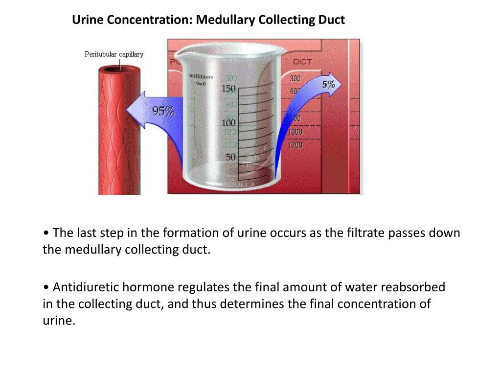 The Urinary System: Early Filtrate Processing Quizlet