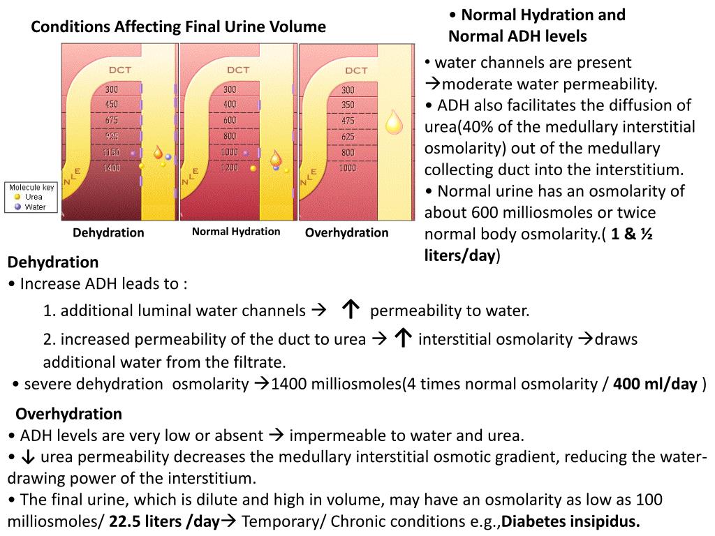Solved Urinary System:Early Filtrate Processing 1. What.