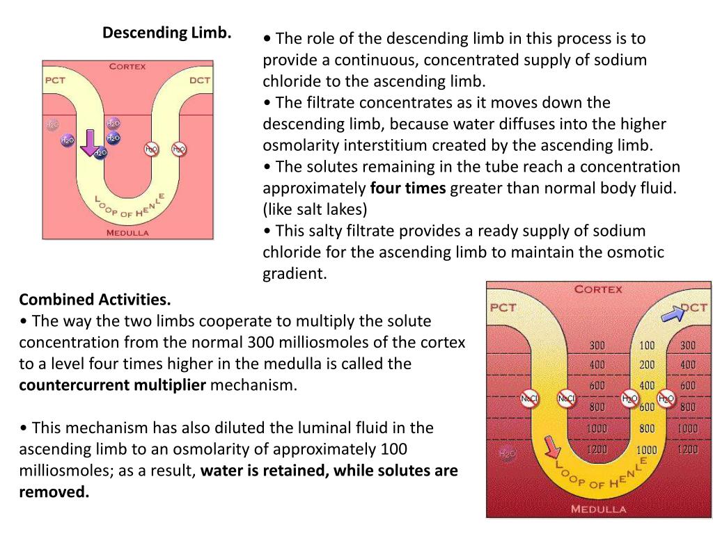 Solved Urinary System: Early Filtrate.