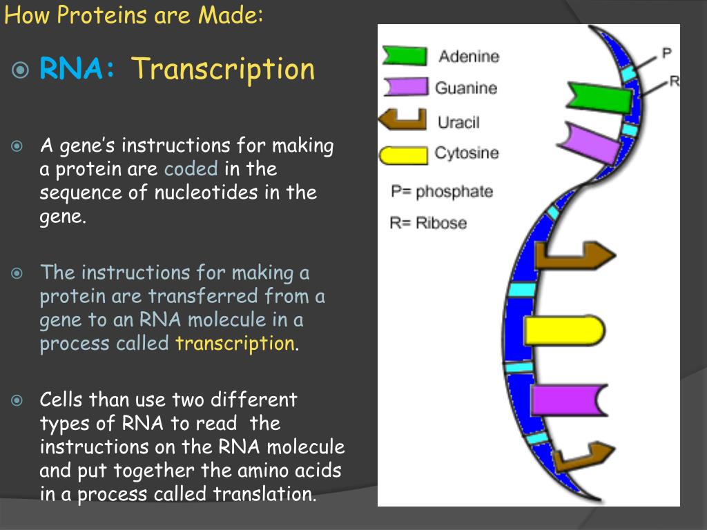 PPT Biology 10.1 How Proteins are Made PowerPoint Presentation, free