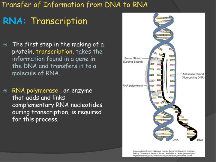 PPT Biology 10.1 How Proteins are Made PowerPoint Presentation ID