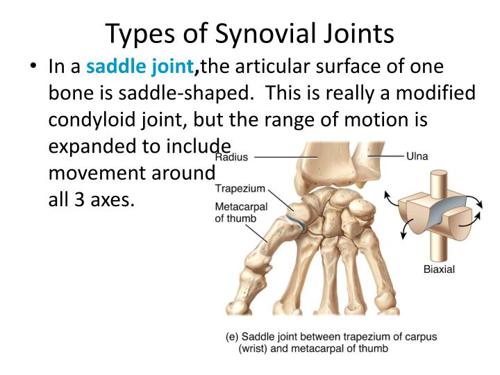 PPT Synovial Joints PowerPoint Presentation ID2930660