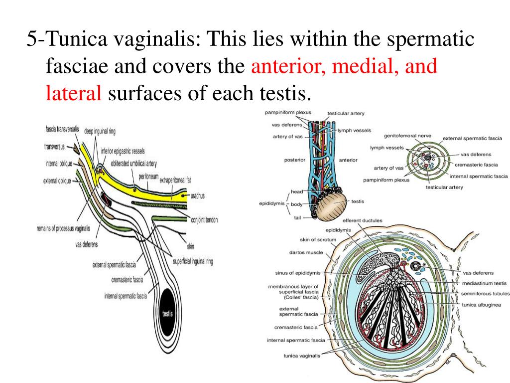 PPT Inguinal Canal PowerPoint Presentation, free download ID2931177