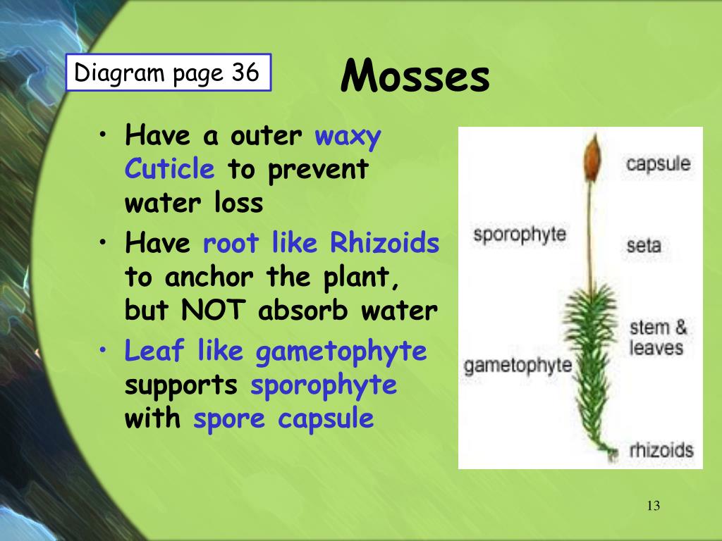 Nonvascular Plant Definition Examples Life Cycle