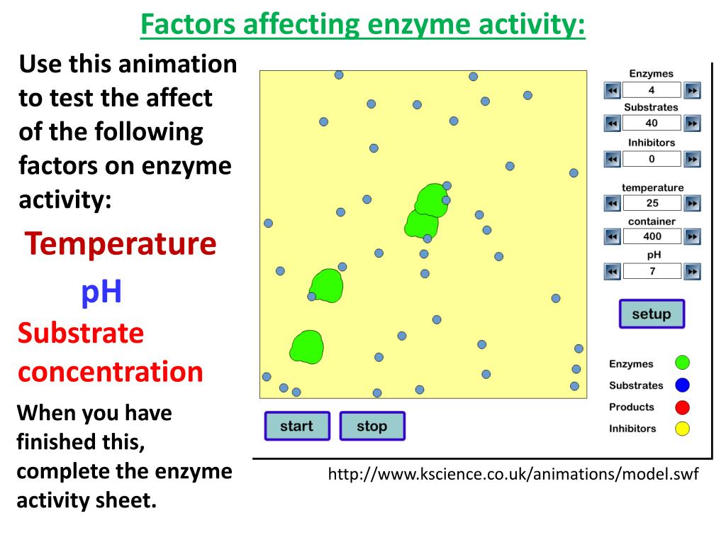 PPT Enzymes PowerPoint Presentation, free download ID