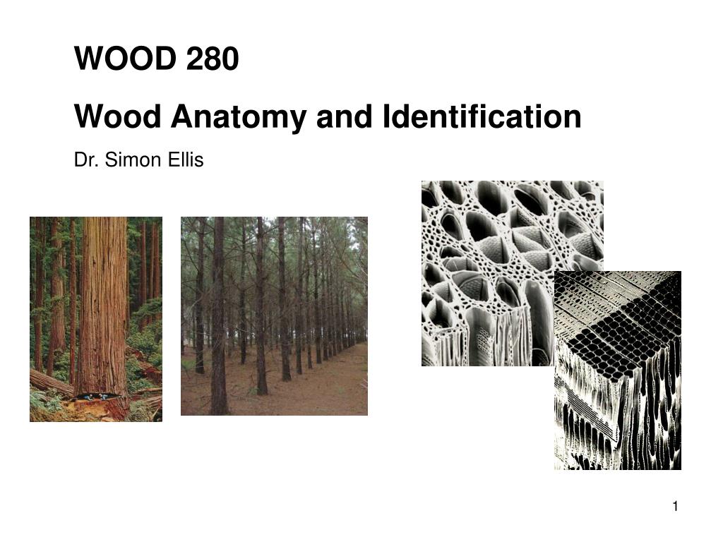 PPT WOOD 280 Wood Anatomy and Identification Dr. Simon Ellis