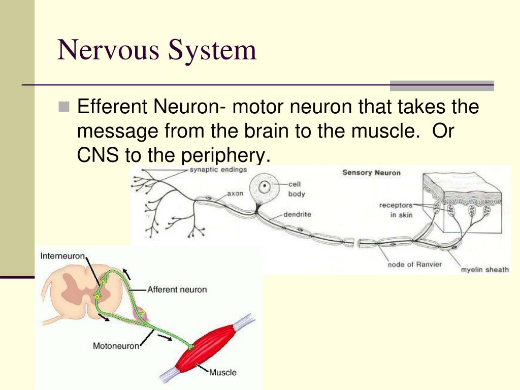 PPT Nervous System PowerPoint Presentation, free download ID2935580