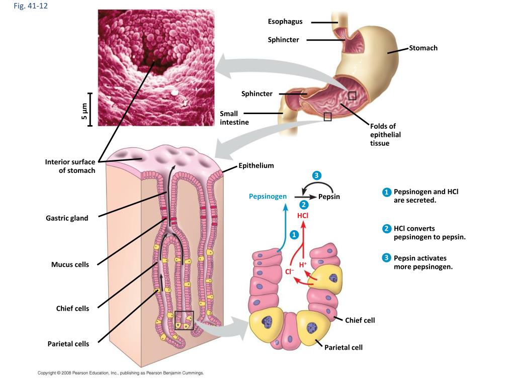 PPT - Chapter 45: Processing Food and Nutrition The Digestive System