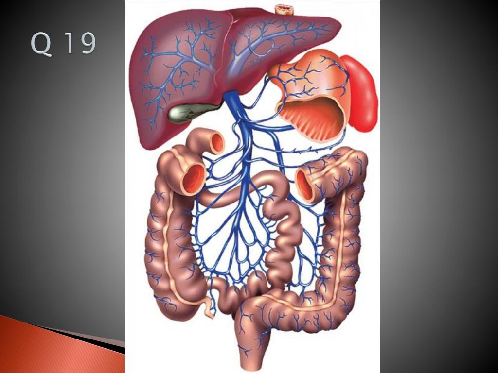 PPT BLOOD VESSELS PowerPoint Presentation, free download ID2937626