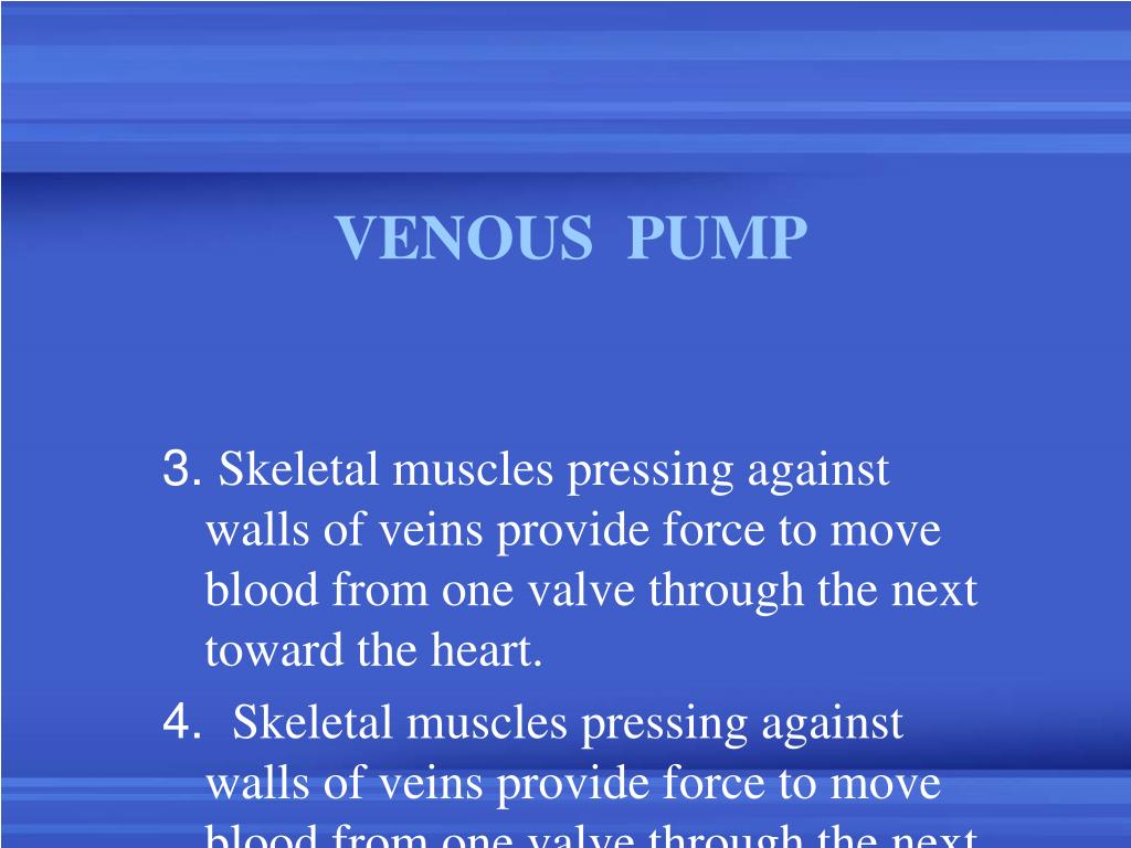 PPT Functional Anatomy of Blood Vessels PowerPoint Presentation, free
