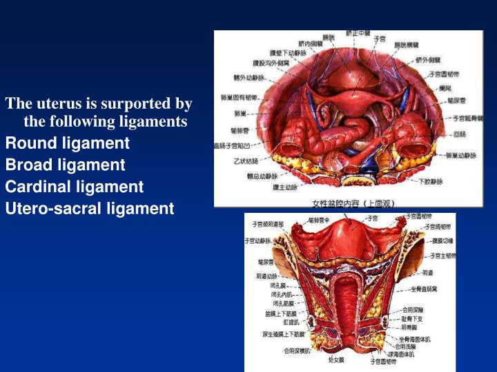 PPT Anatomy of Female reproductive system PowerPoint