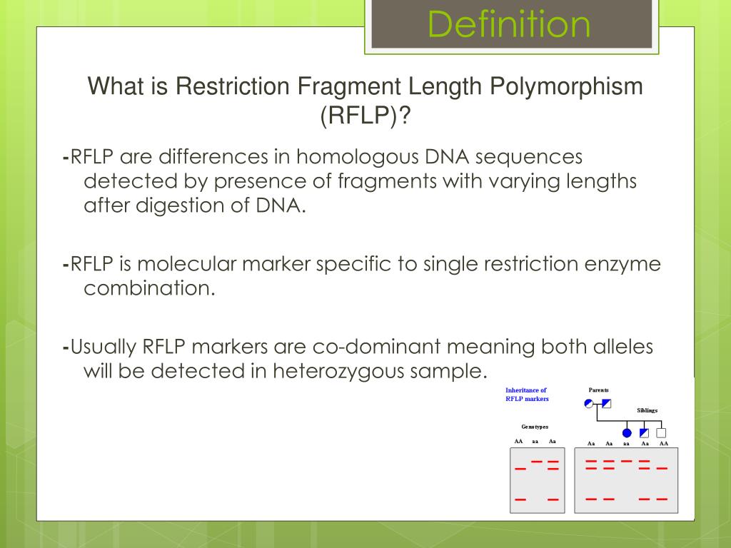 PPT Restriction Fragment Length Polymorphism ( RFLP ) PowerPoint