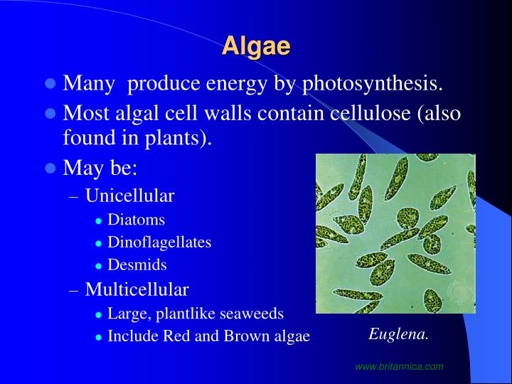 PPT Eukaryotic Microbes PowerPoint Presentation ID2939803