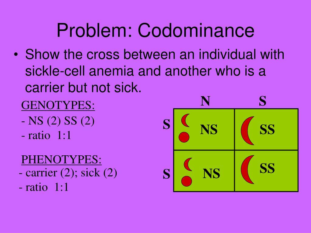 PPT Dominance Codominance Multiple Alleles PowerPoint