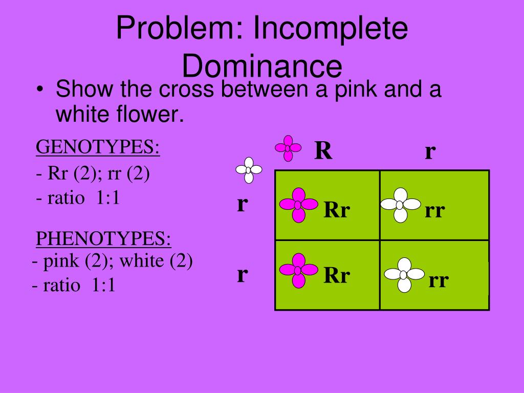 PPT Dominance Codominance Multiple Alleles PowerPoint