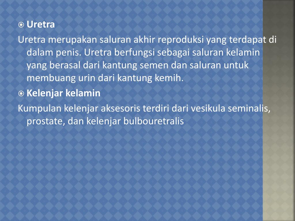 PPT SISTEM REPRODUKSI MANUSIA PowerPoint Presentation