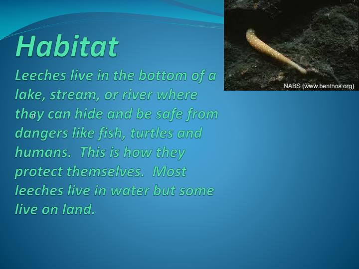 PPT Life Cycle of a Leech PowerPoint Presentation ID2944276