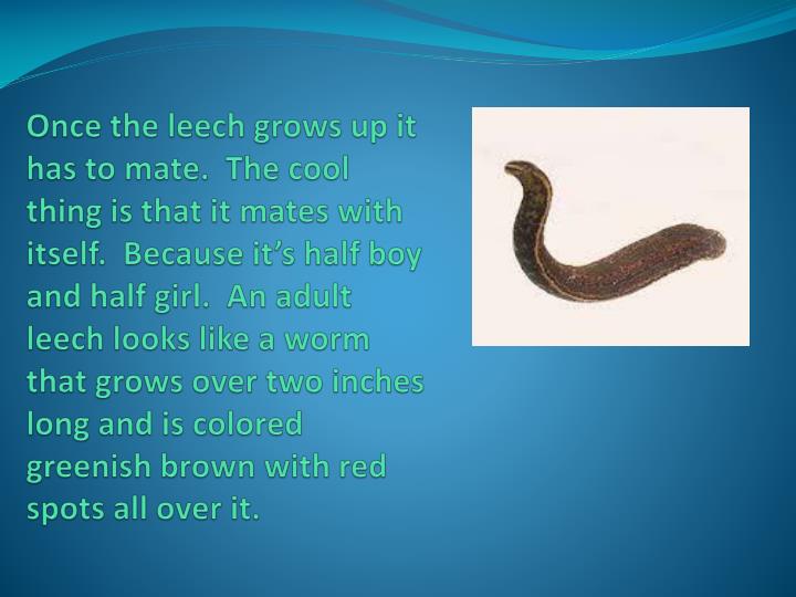 PPT Life Cycle of a Leech PowerPoint Presentation ID2944276