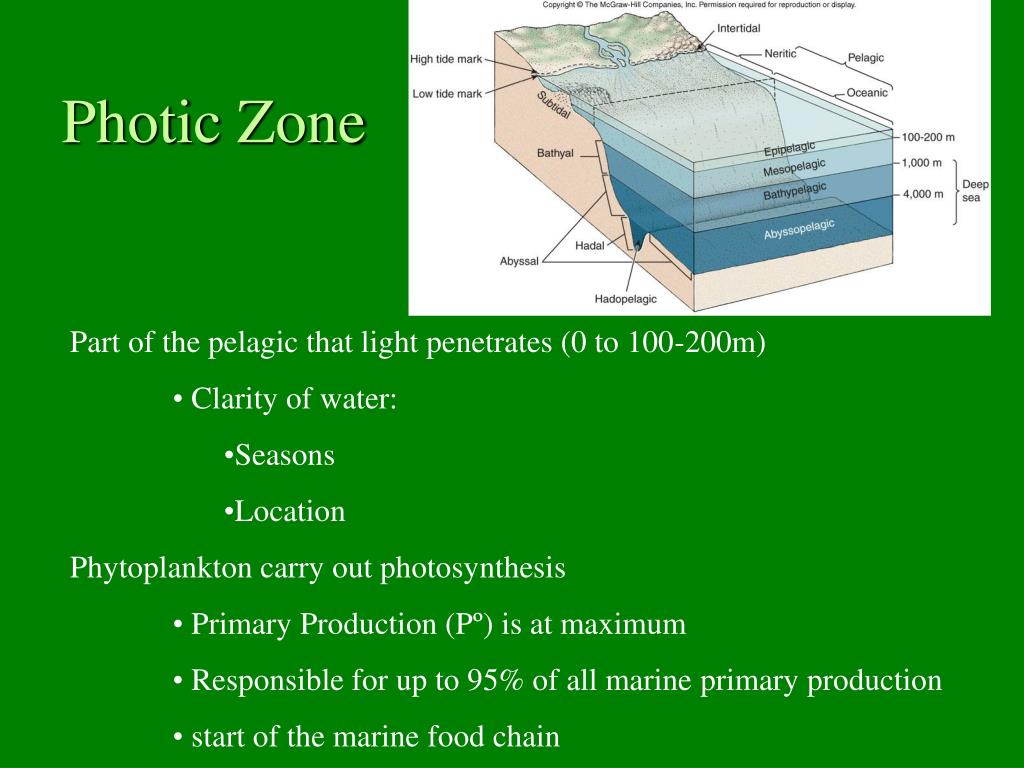 PPT Photosynthesis & Primary Production PowerPoint Presentation ID