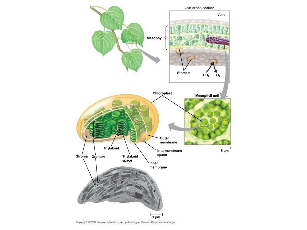 PPT The Process That Feeds the Biosphere PowerPoint Presentation