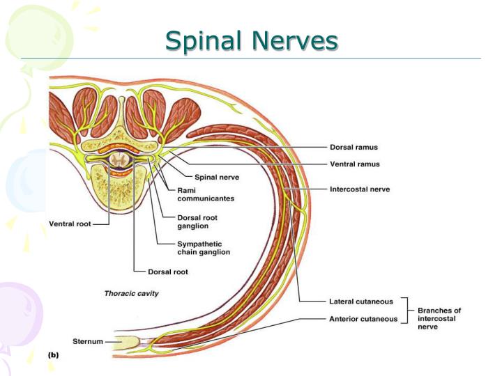 PPT Anatomy of Spinal Nerves PowerPoint Presentation ID2945675