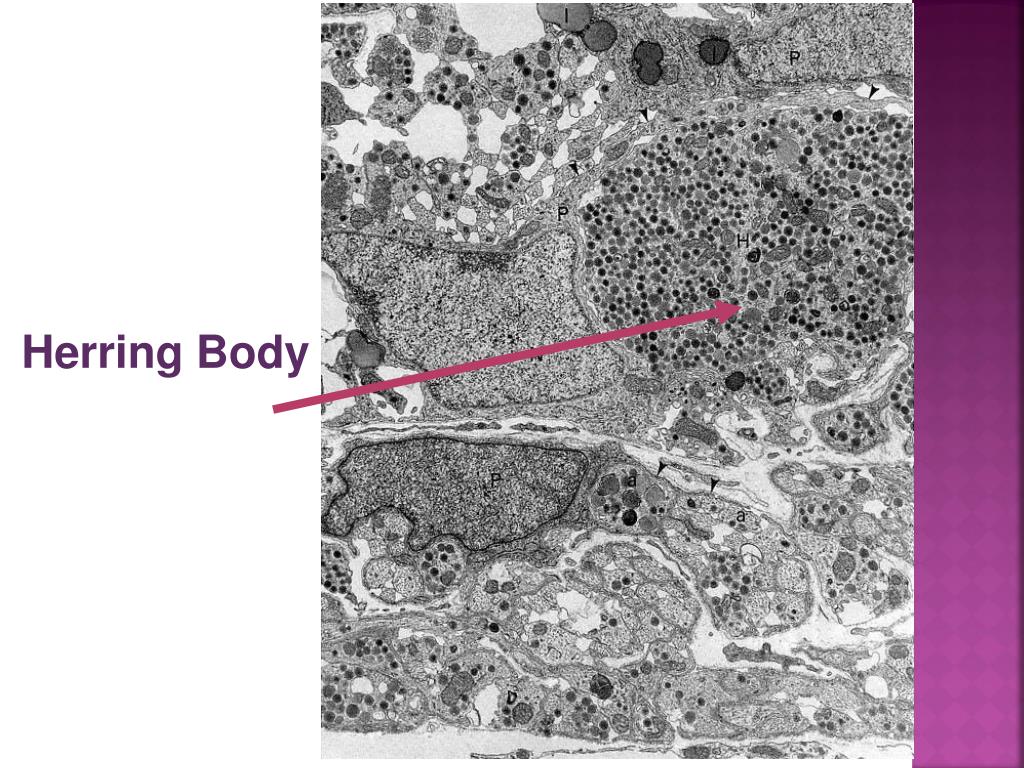 PPT Endocrinology PowerPoint Presentation, free download ID2947352