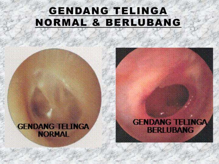 PPT ALAT INDERA MANUSIA PowerPoint Presentation ID2951431