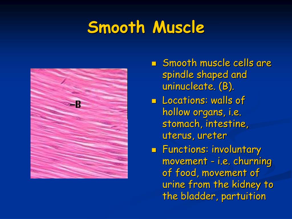 PPT Muscles and Muscle Tissue PowerPoint Presentation, free download
