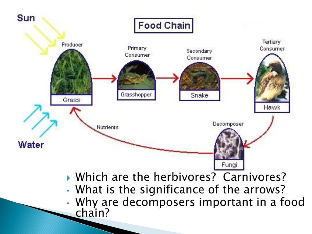 PPT Food Chains & Food Webs PowerPoint Presentation, free download