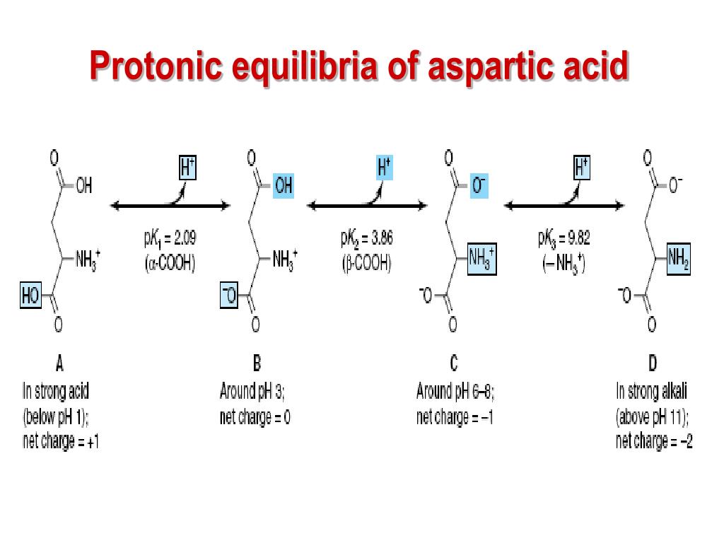 PPT AMINO ACIDS STRUCTURAL UNITS OF PROTEINS PowerPoint Presentation