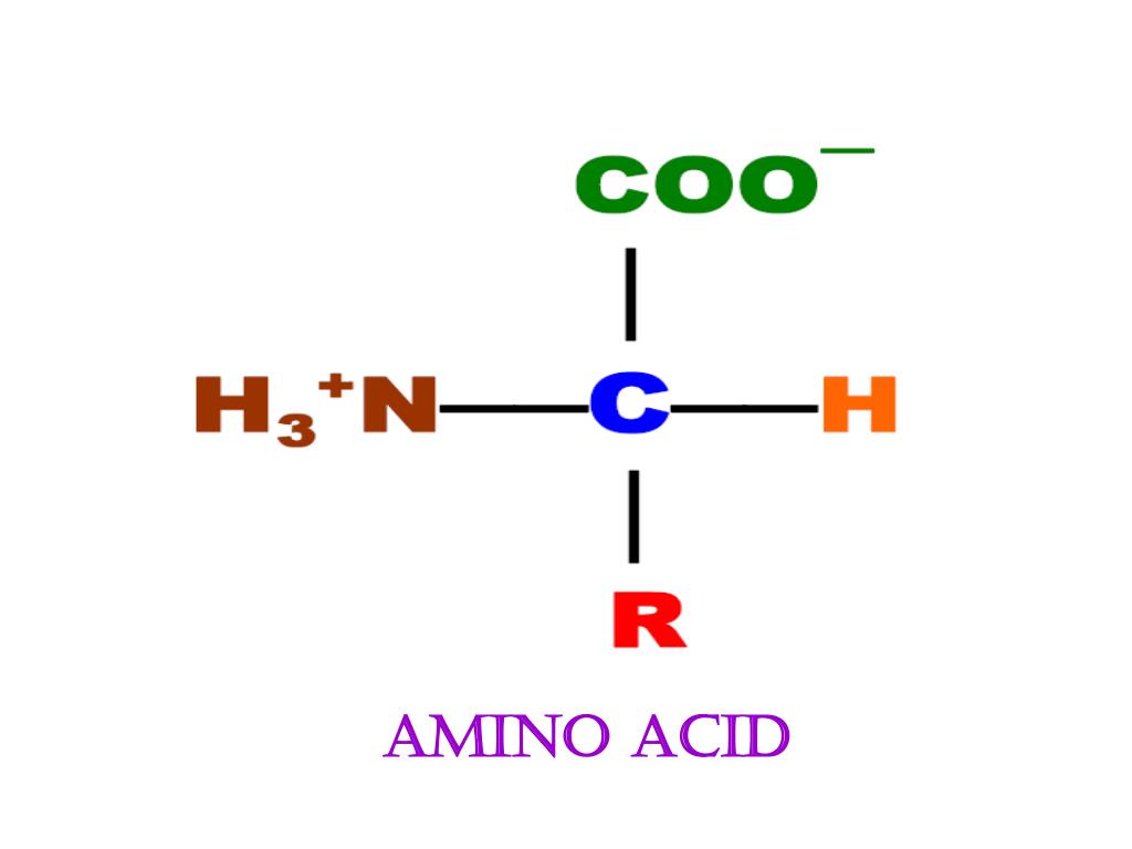 PPT AMINO ACIDS STRUCTURAL UNITS OF PROTEINS PowerPoint Presentation