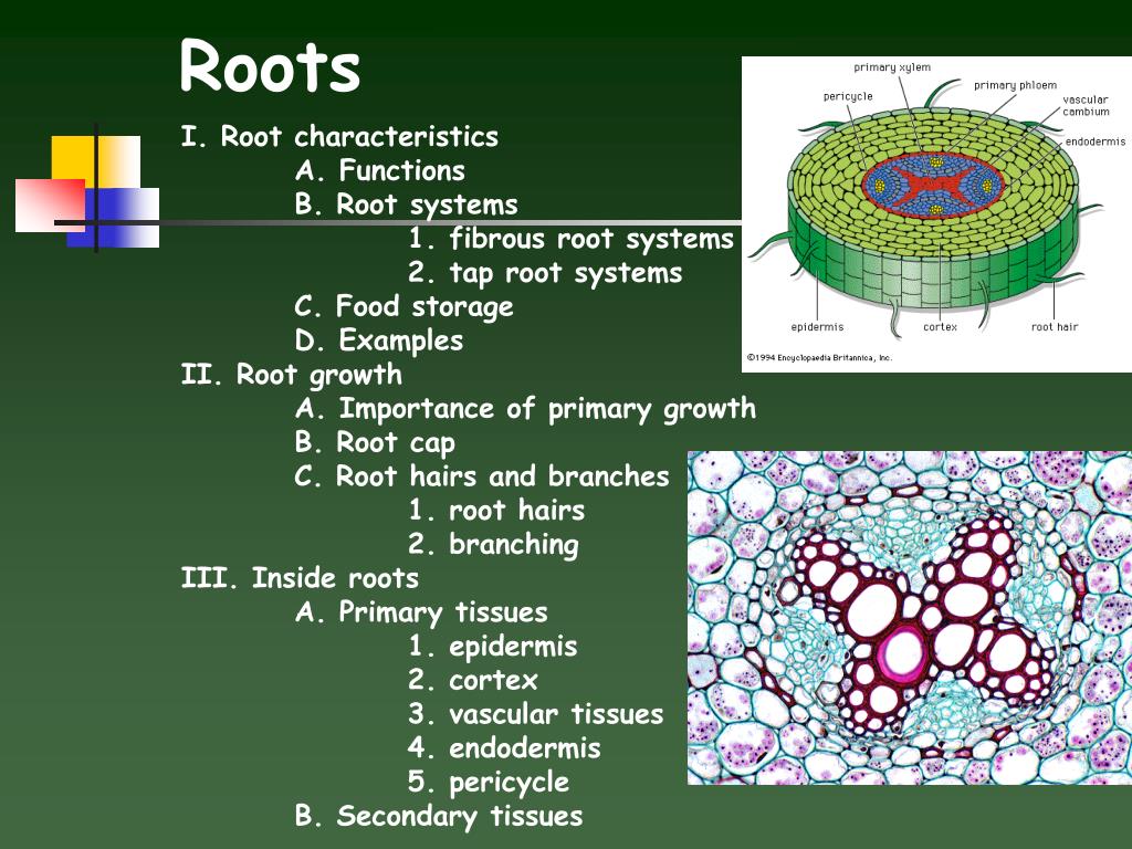 PPT Roots PowerPoint Presentation, free download ID2955395
