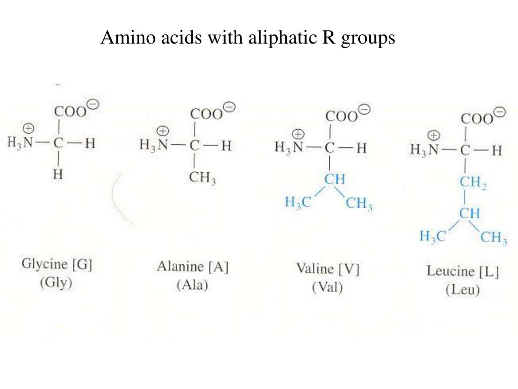 PPT Amino Acids and the Primary Structures of Proteins PowerPoint